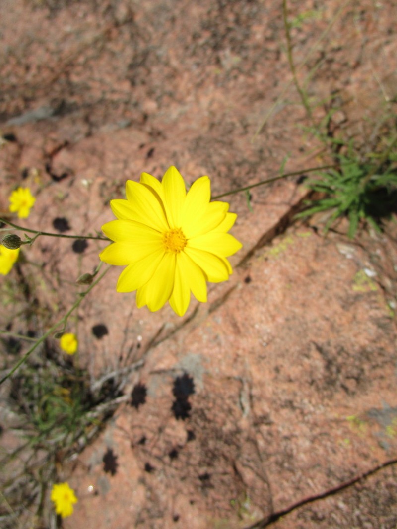Hooker's Scratchdaisy photo 5