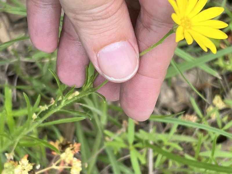 Hooker's Scratchdaisy photo 6
