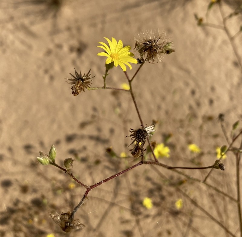 Hooker's Scratchdaisy photo 7