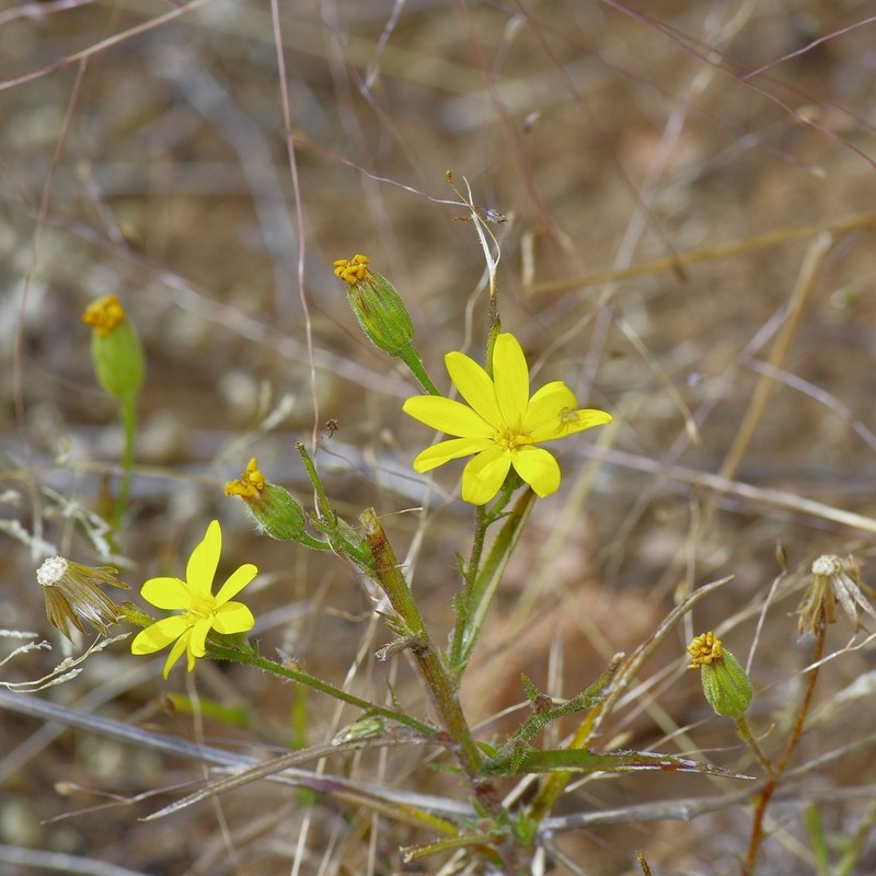 Hooker's Scratchdaisy photo 8