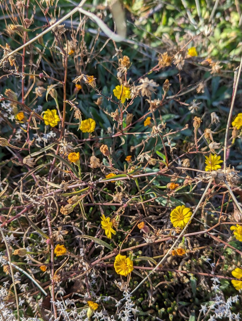 Croptilon hookerianum var. graniticum