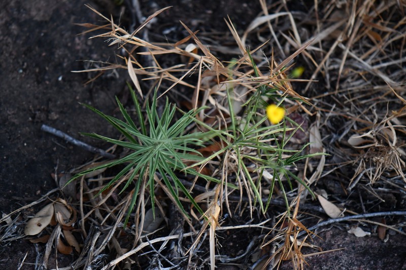 Croptilon hookerianum var. graniticum photo 2