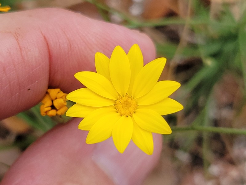 Croptilon hookerianum var. graniticum photo 3
