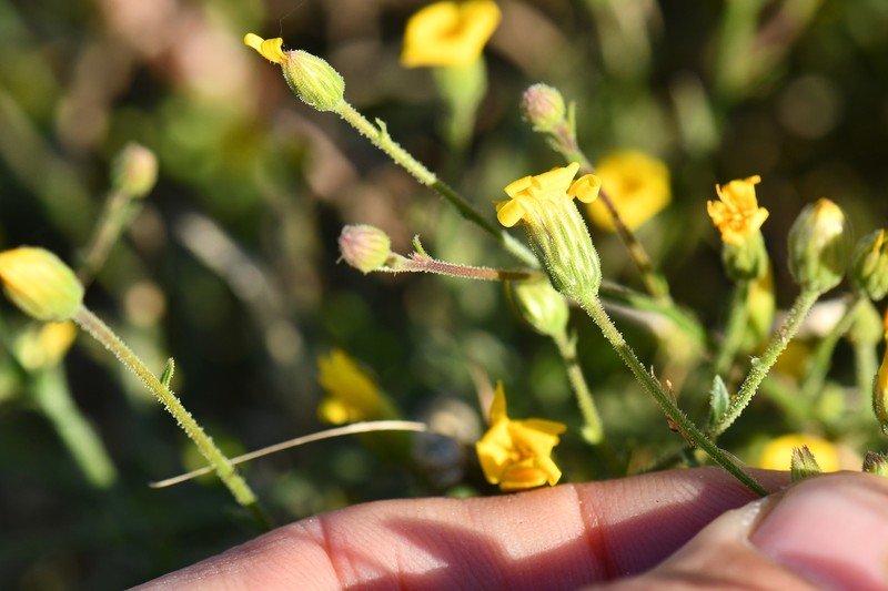 Croptilon hookerianum var. graniticum photo 4