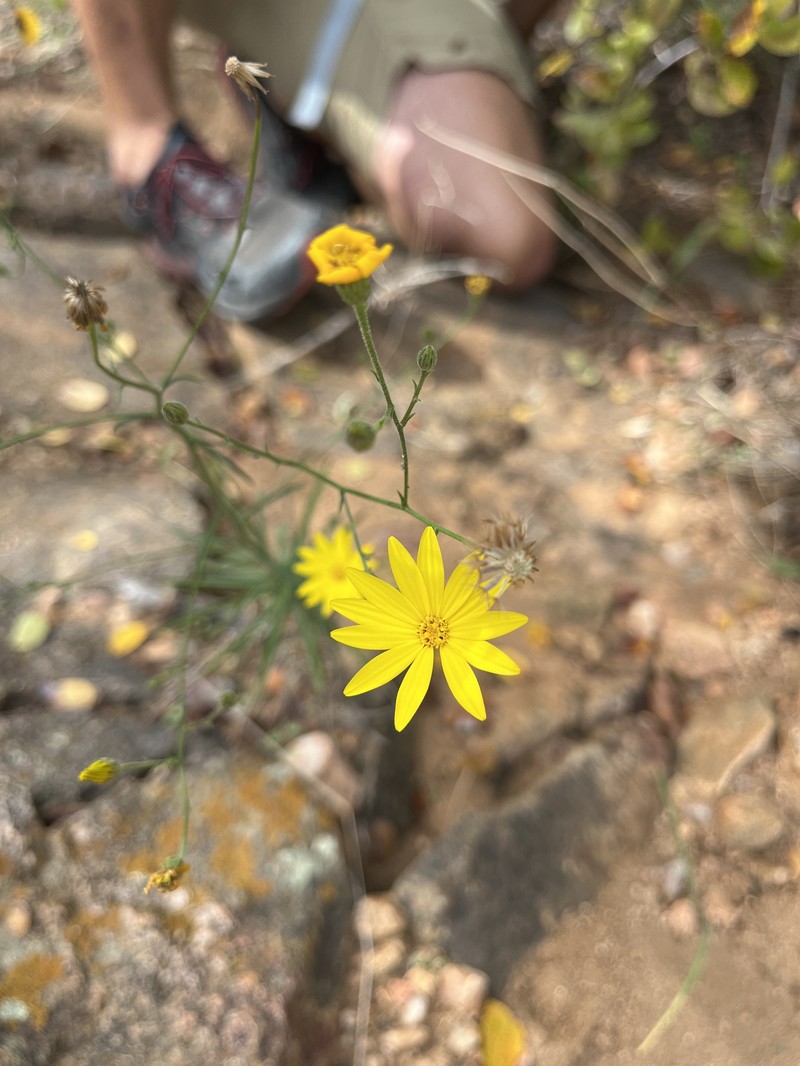 Croptilon hookerianum var. graniticum photo 5
