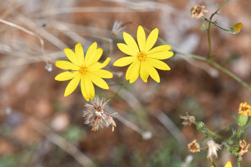 Croptilon hookerianum var. graniticum photo 6