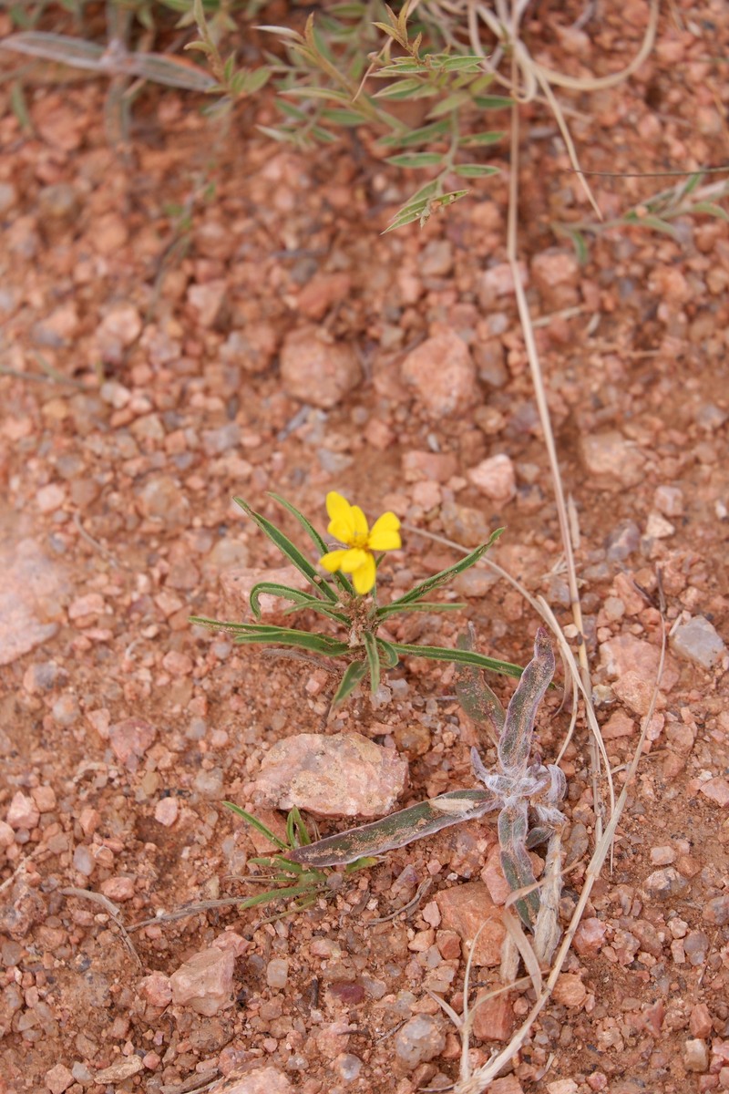Croptilon hookerianum var. graniticum photo 7
