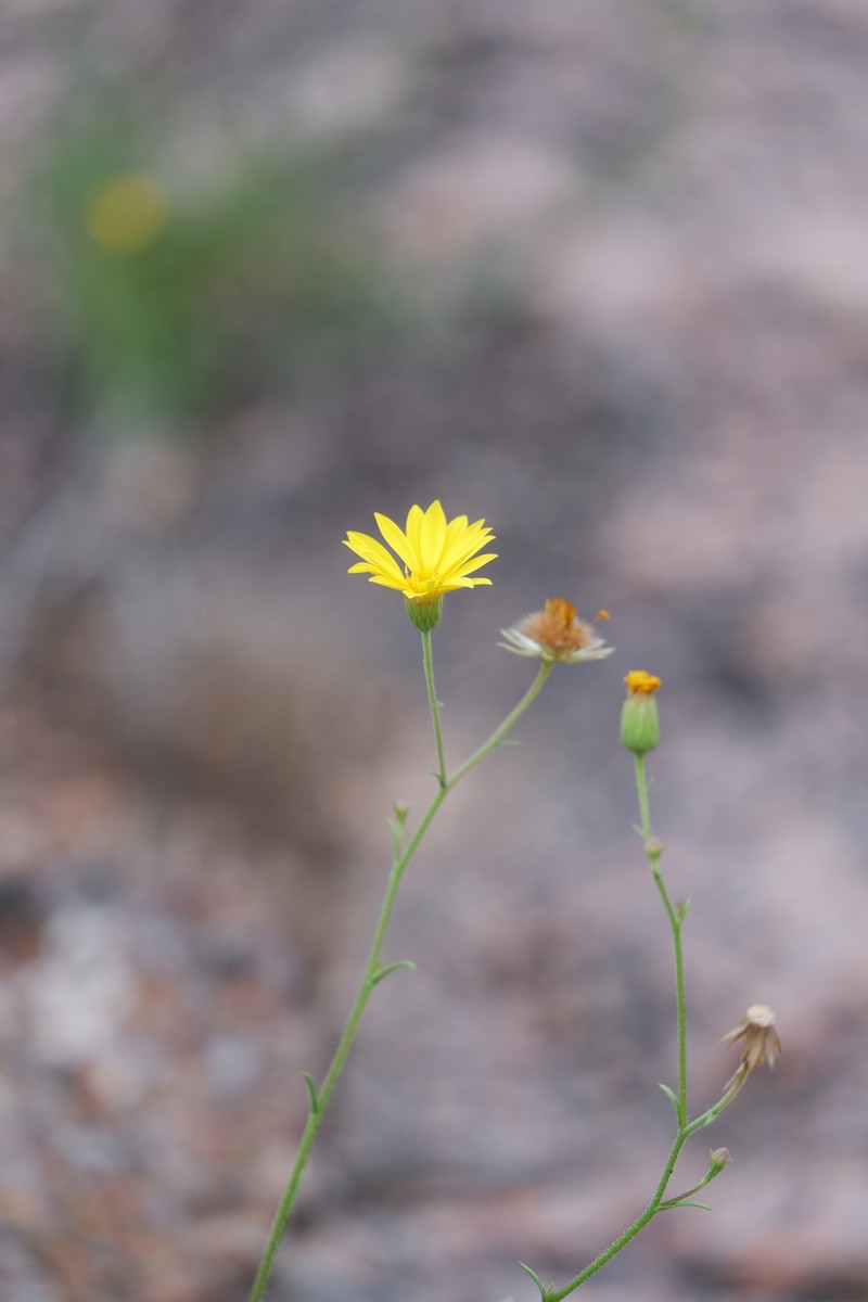 Croptilon hookerianum var. graniticum photo 8