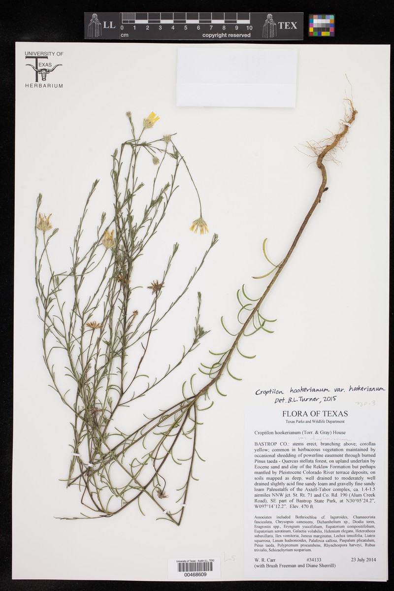 Croptilon hookerianum var. hookerianum