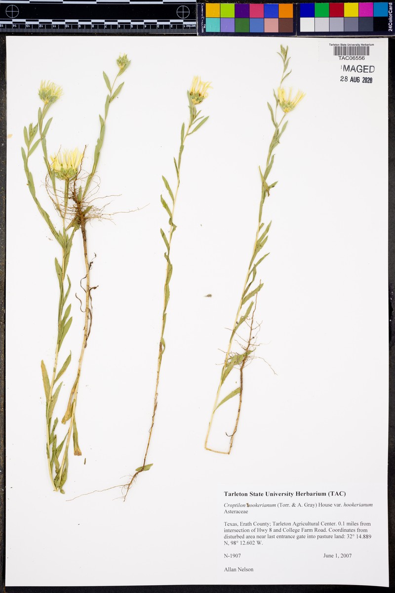 Croptilon hookerianum var. hookerianum photo 2