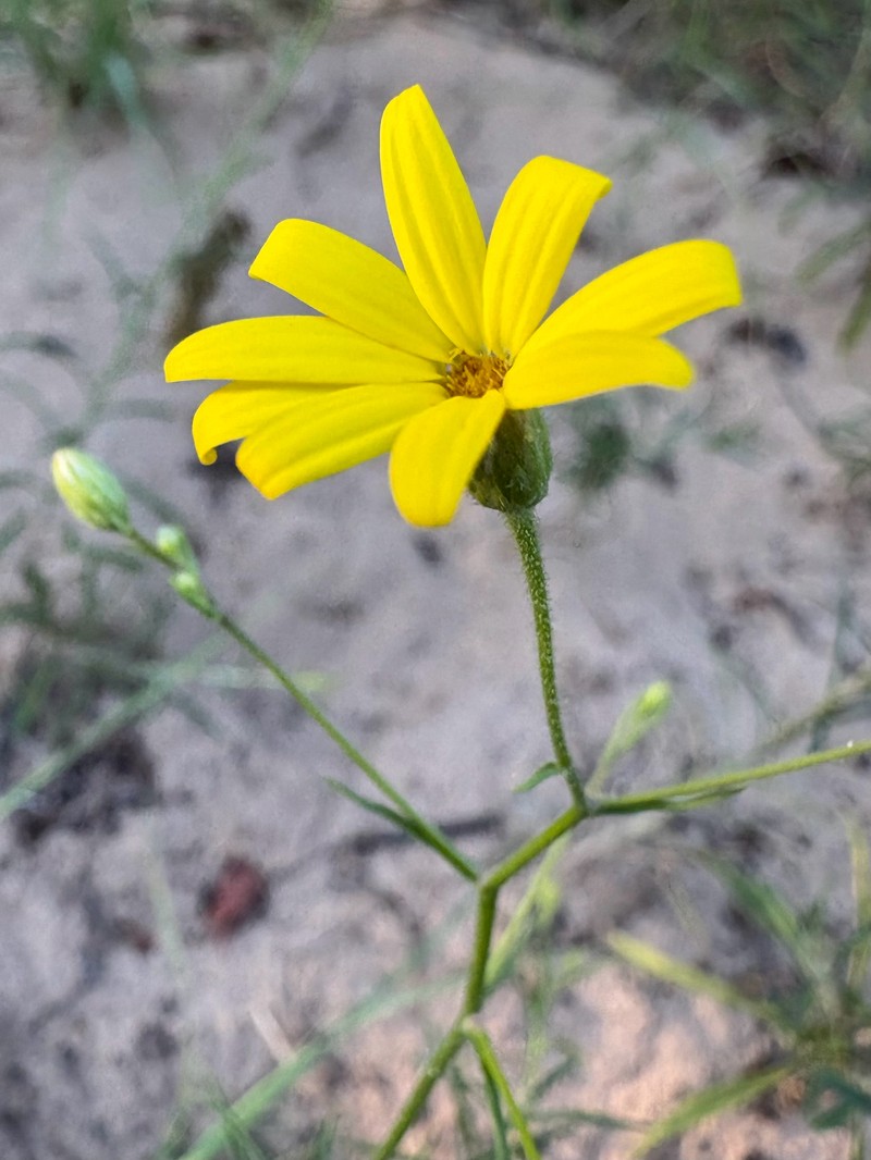 Croptilon hookerianum var. validum