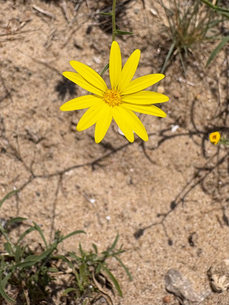 Croptilon hookerianum var. validum photo 2