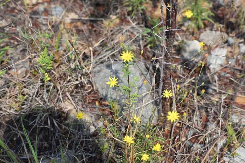 Croptilon hookerianum var. validum photo 3