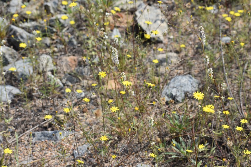 Croptilon hookerianum var. validum photo 4