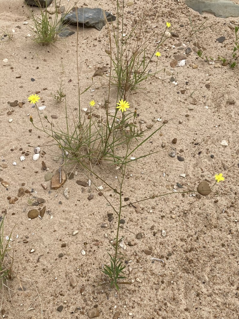 Croptilon hookerianum var. validum photo 5
