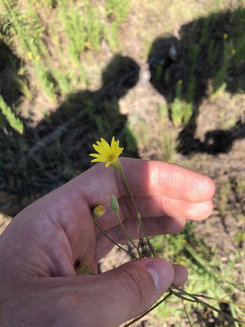 Croptilon hookerianum var. validum photo 6