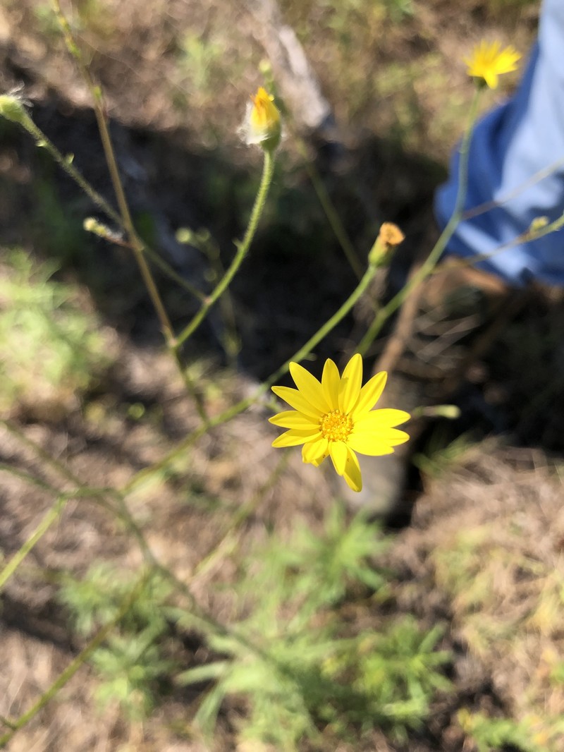 Croptilon hookerianum var. validum photo 7
