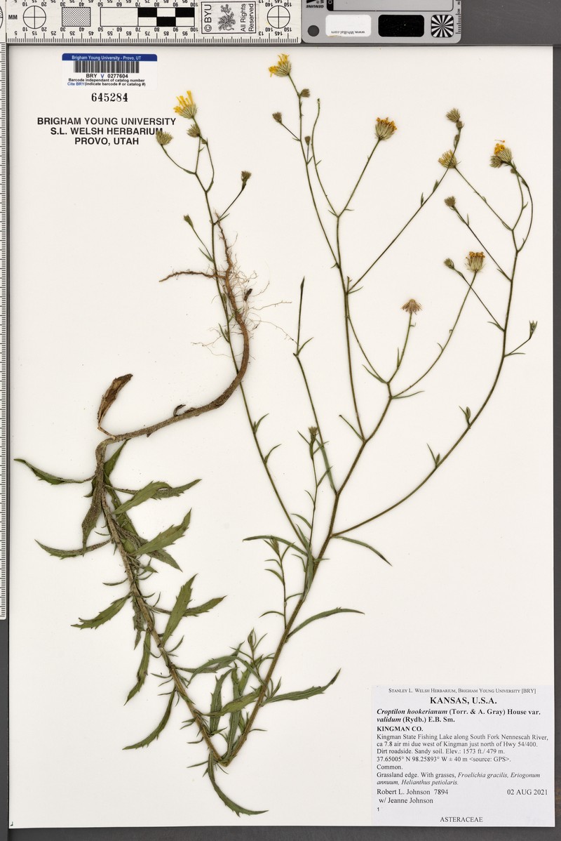 Croptilon hookerianum var. validum photo 8