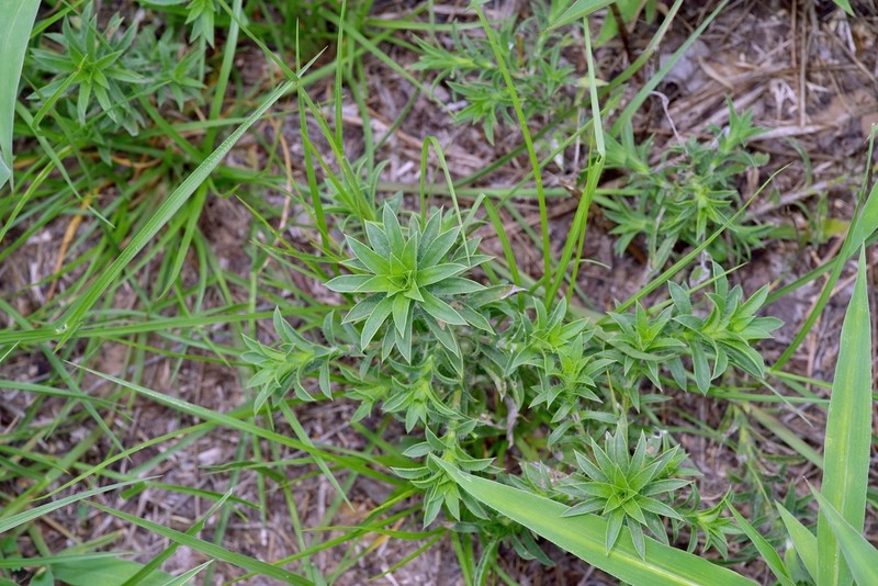 Stiffleaf Scratchdaisy