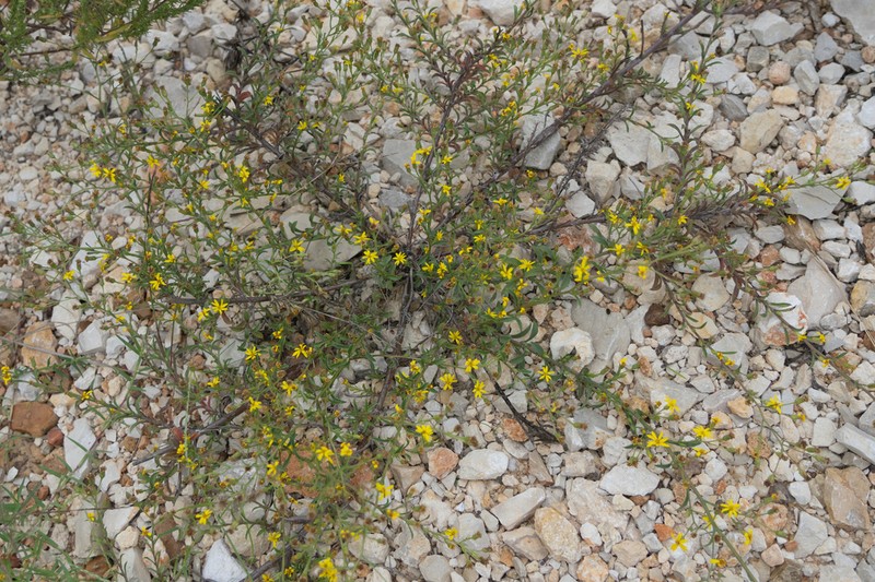 Stiffleaf Scratchdaisy photo 2