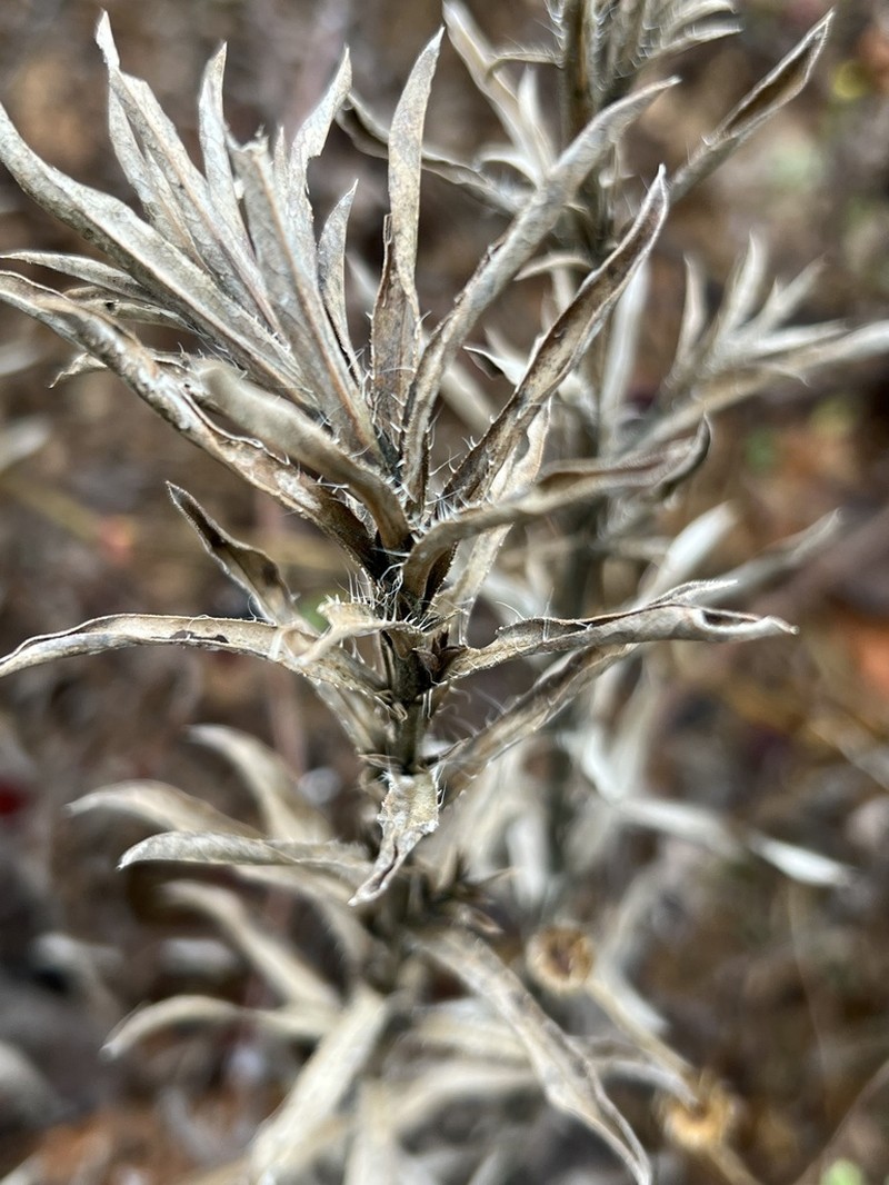 Stiffleaf Scratchdaisy photo 3