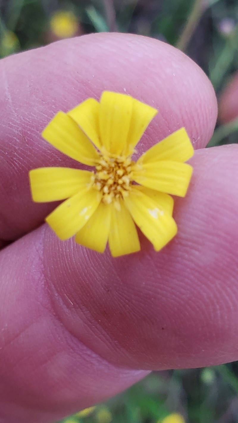 Stiffleaf Scratchdaisy photo 4