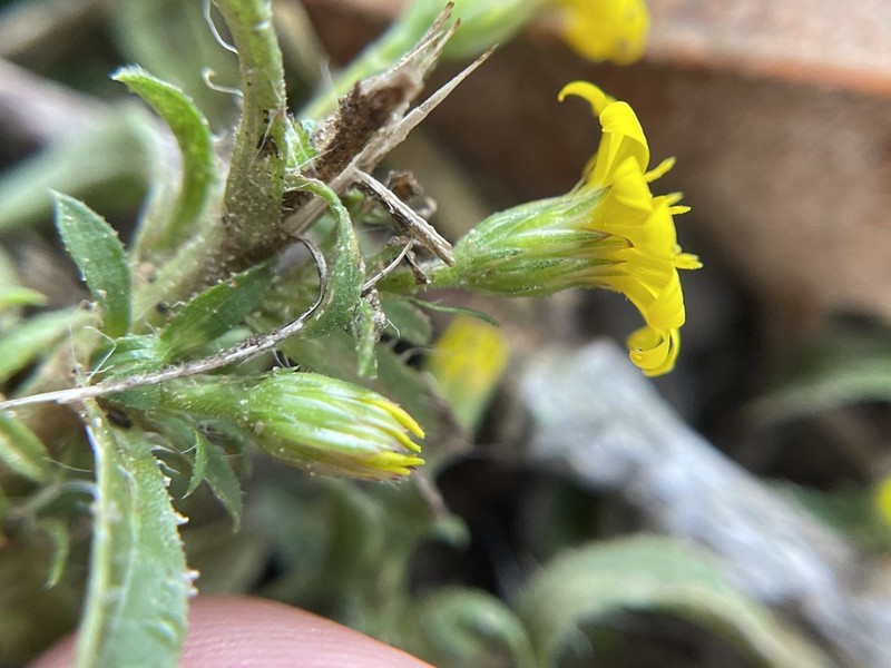 Stiffleaf Scratchdaisy photo 5
