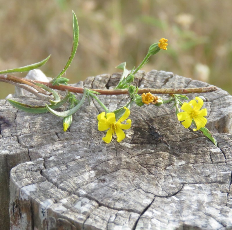 Stiffleaf Scratchdaisy photo 7