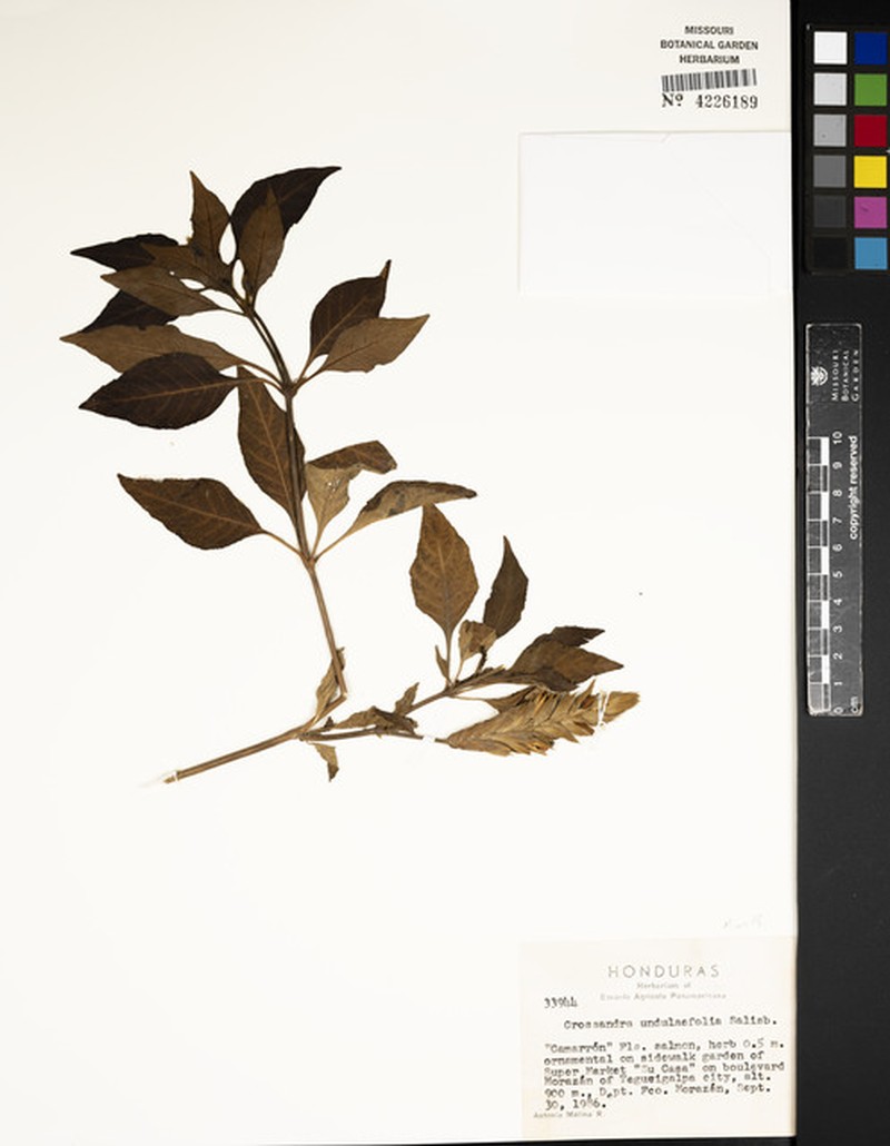 Crossandra infundibuliformis subsp. infundibuliformis