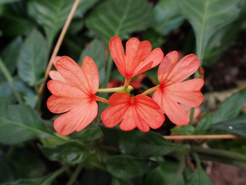 Crossandra nilotica