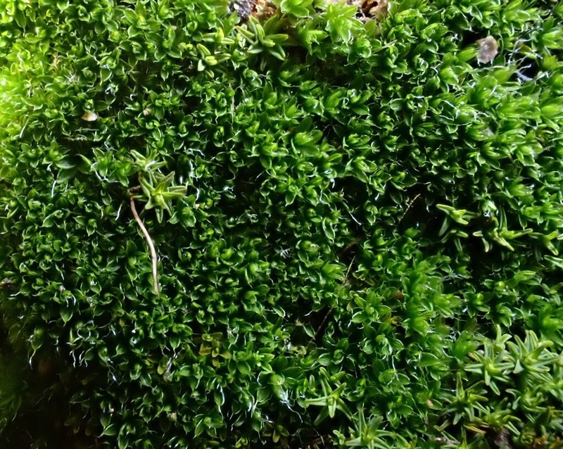 Crossidium Moss