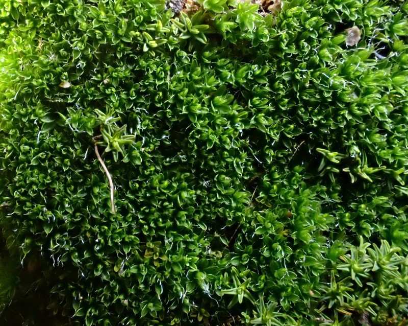 Crossidium Moss photo 2