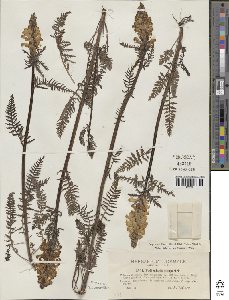 Crossidium Moss photo 3