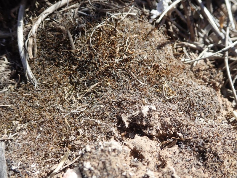 Crossidium Moss photo 6
