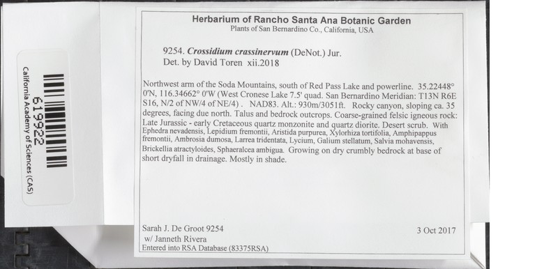 Crossidium Moss photo 2