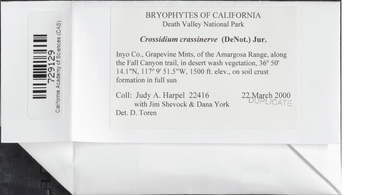 Crossidium Moss photo 3