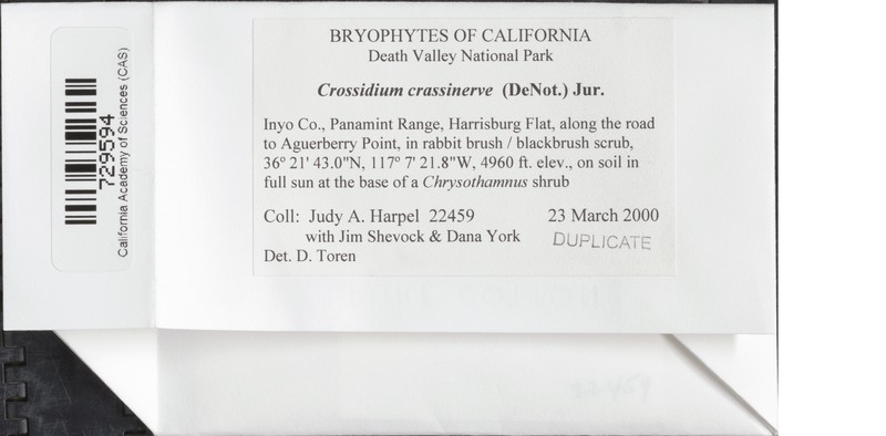Crossidium Moss photo 4