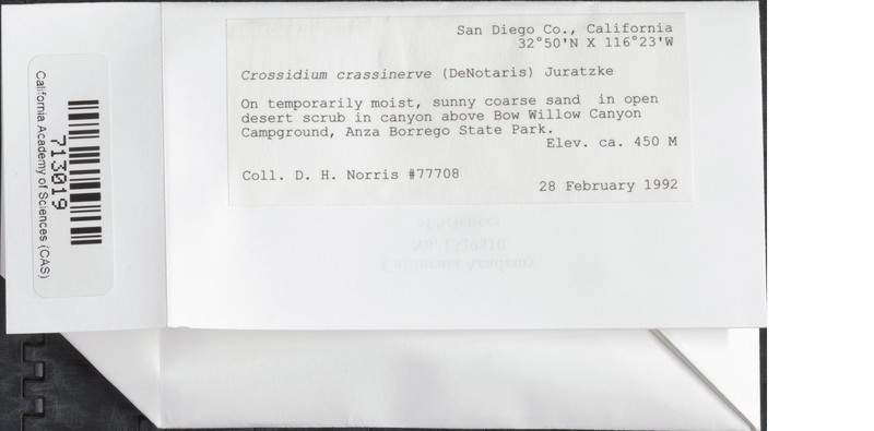 Crossidium Moss photo 5