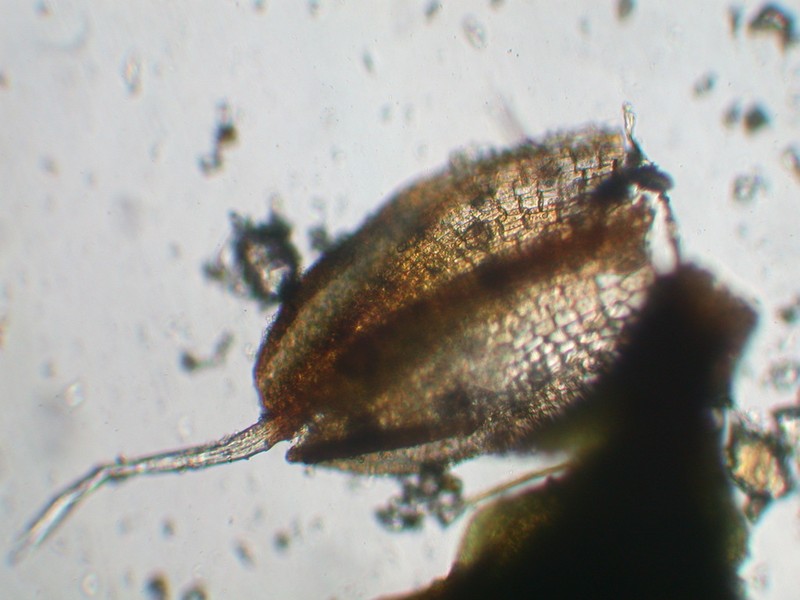 Crossidium Moss