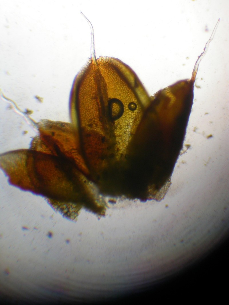 Crossidium Moss photo 2