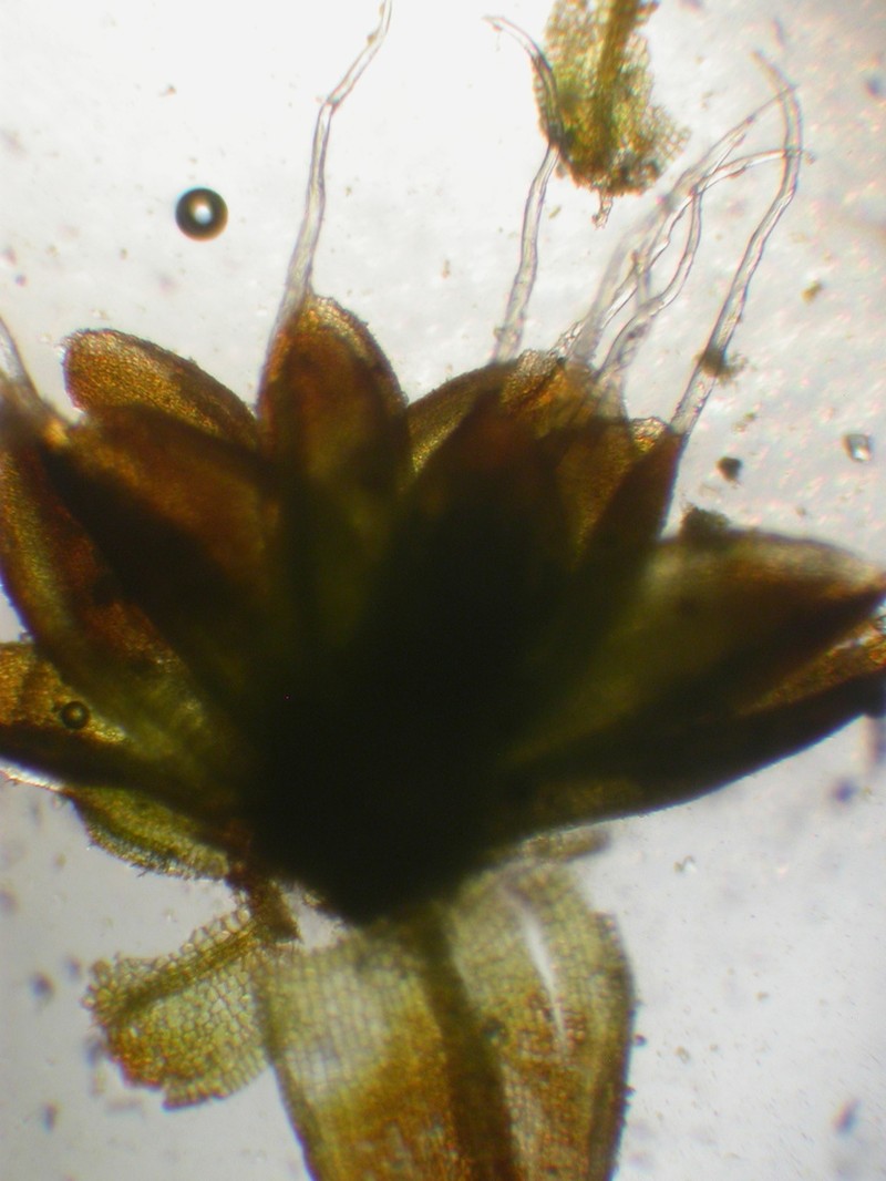 Crossidium Moss photo 3