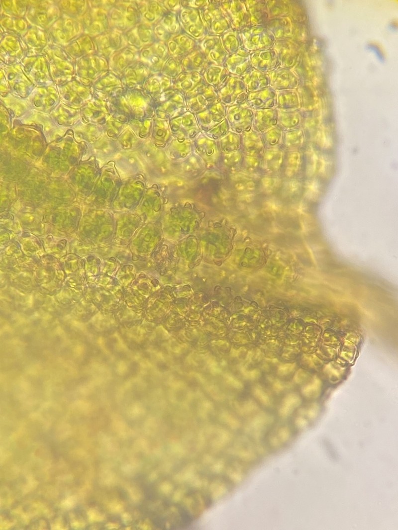 Crossidium Moss photo 4