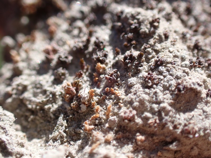 Crossidium Moss photo 6