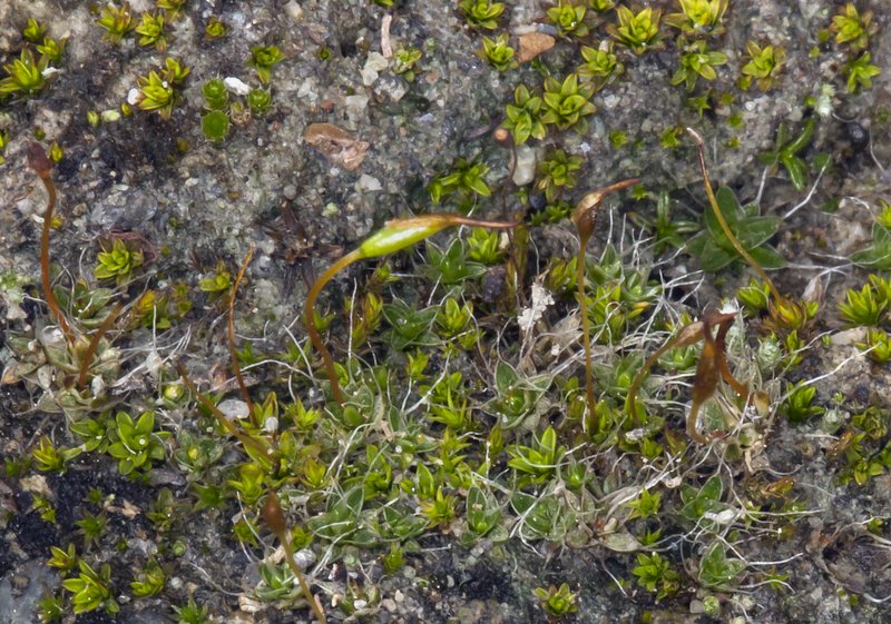 Crossidium Moss