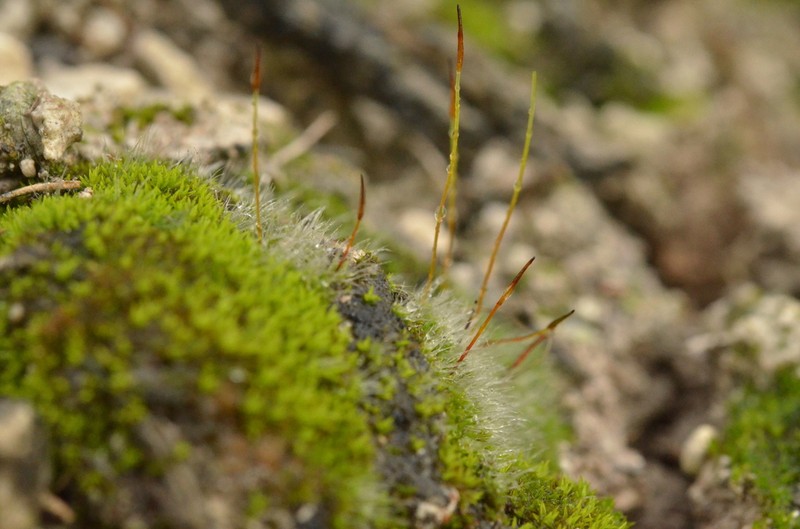 Crossidium Moss