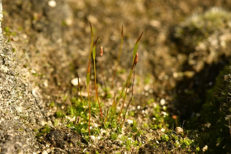 Crossidium Moss photo 2