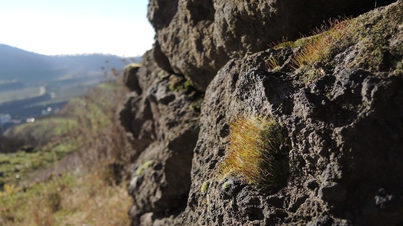 Crossidium Moss photo 3