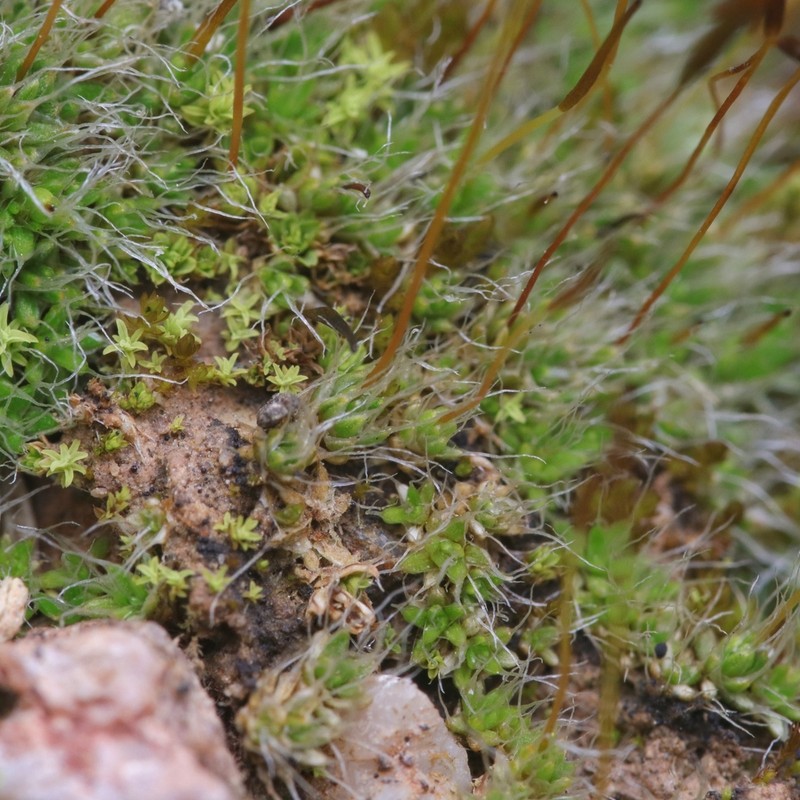 Crossidium Moss photo 4