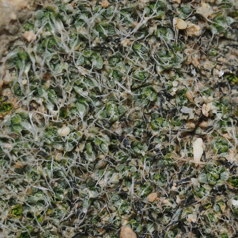 Crossidium Moss photo 5