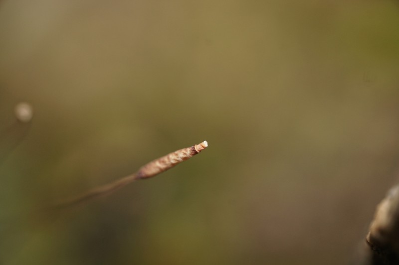 Crossidium Moss photo 6